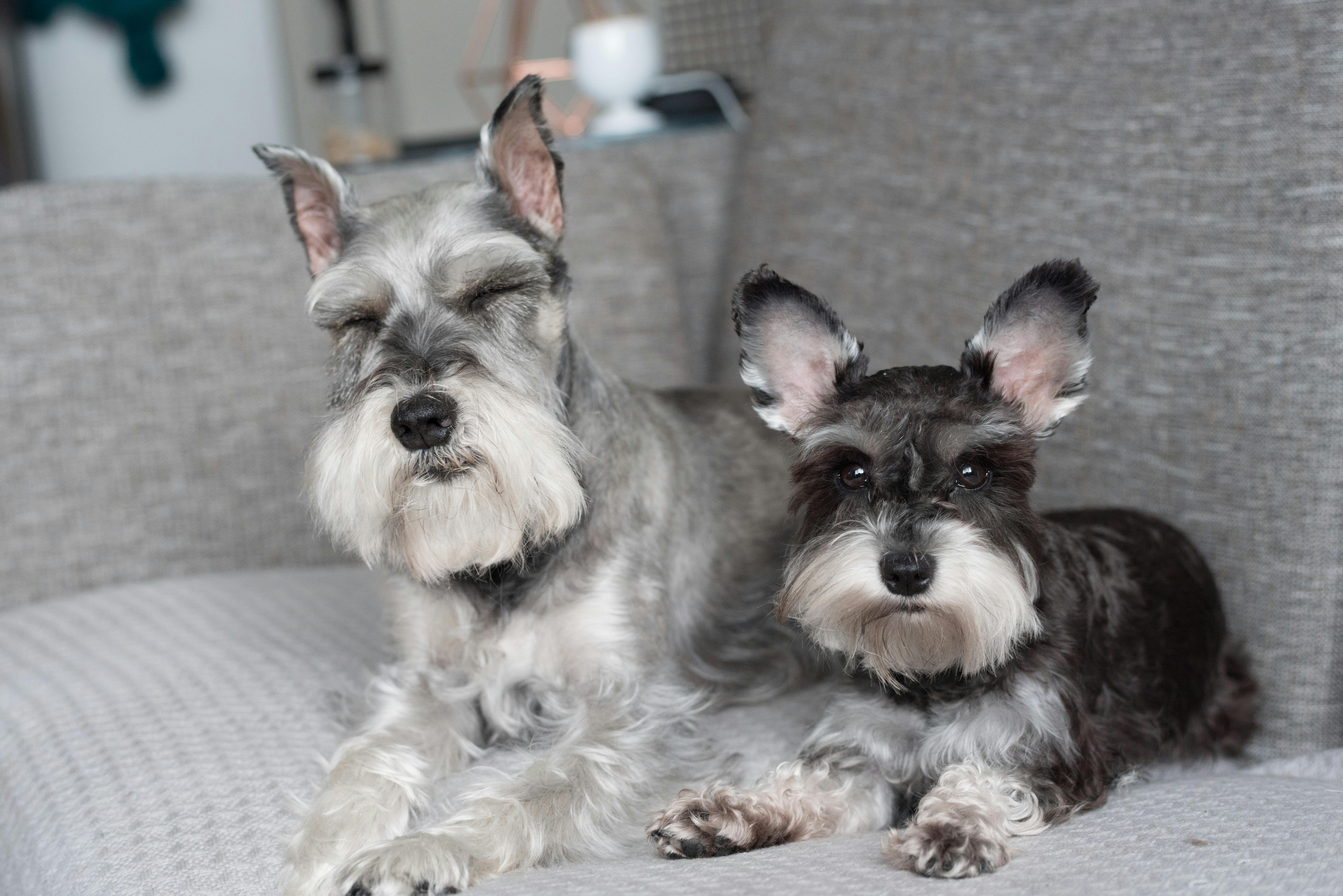 Mochi and Yuzu Treat Jar