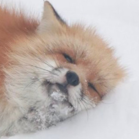 user avatar image for Cherrychip