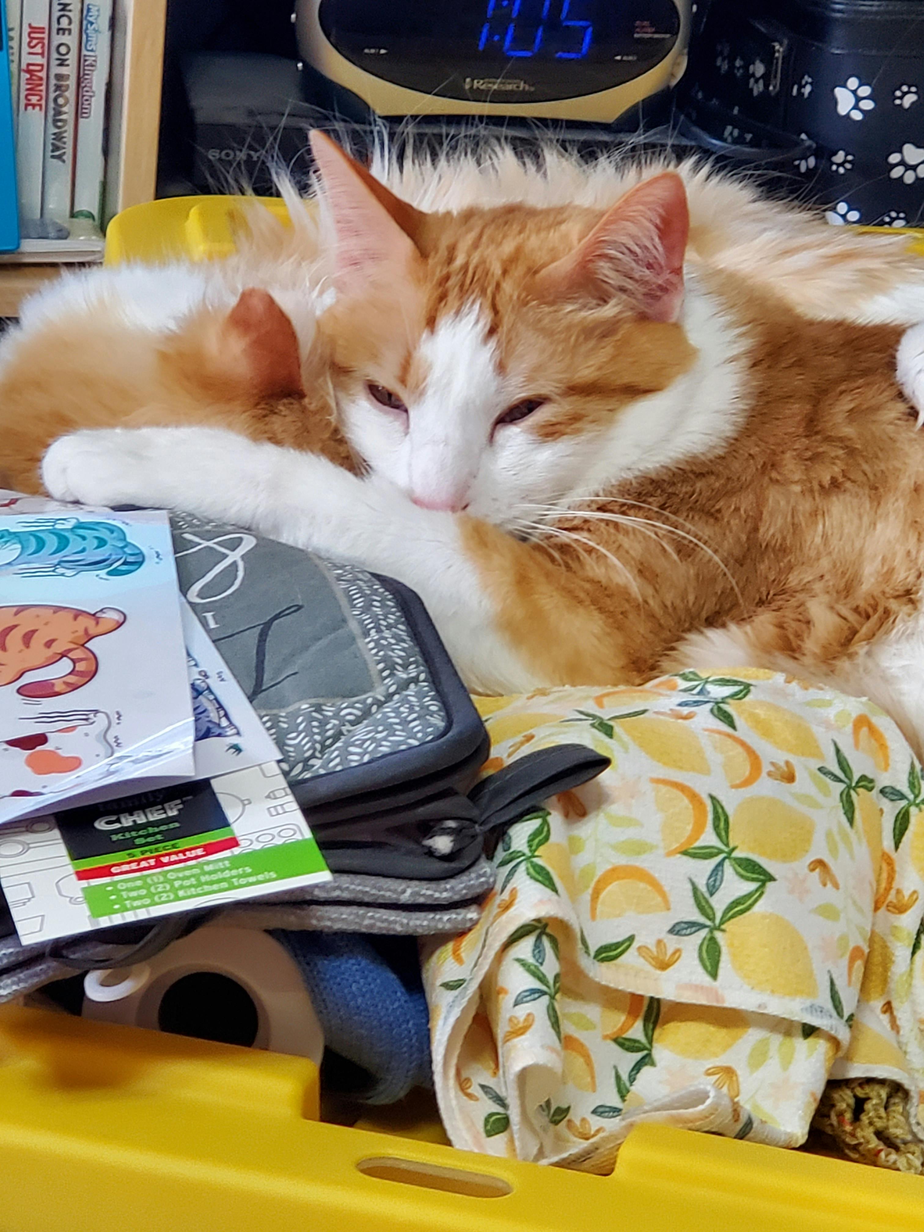 user avatar image for Maxi Morgan