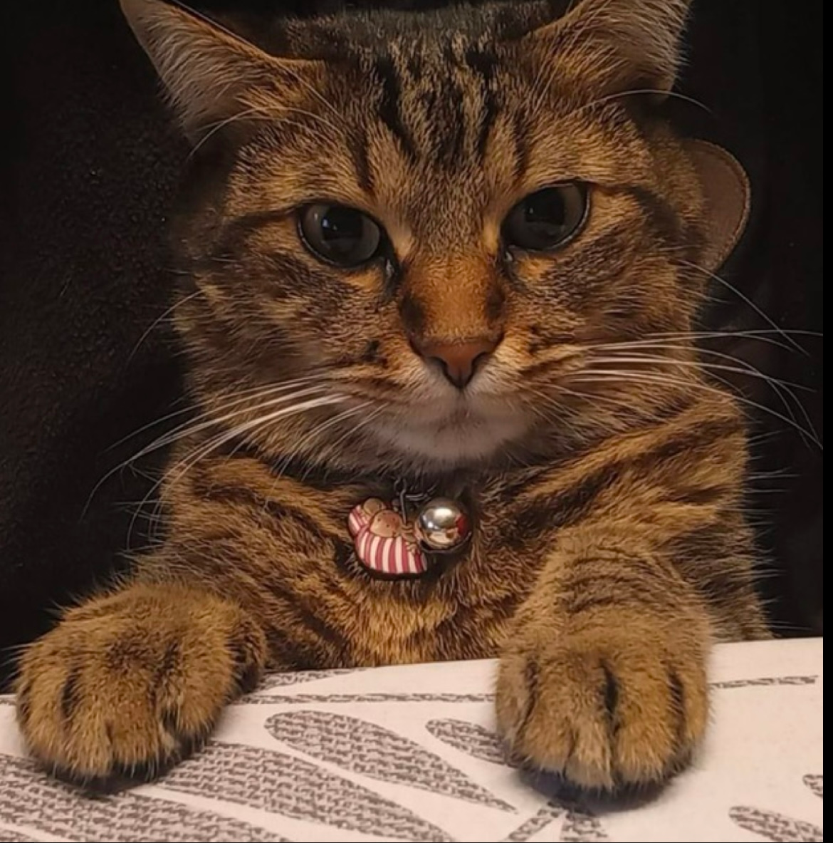 user avatar image for Giacomo Foletto