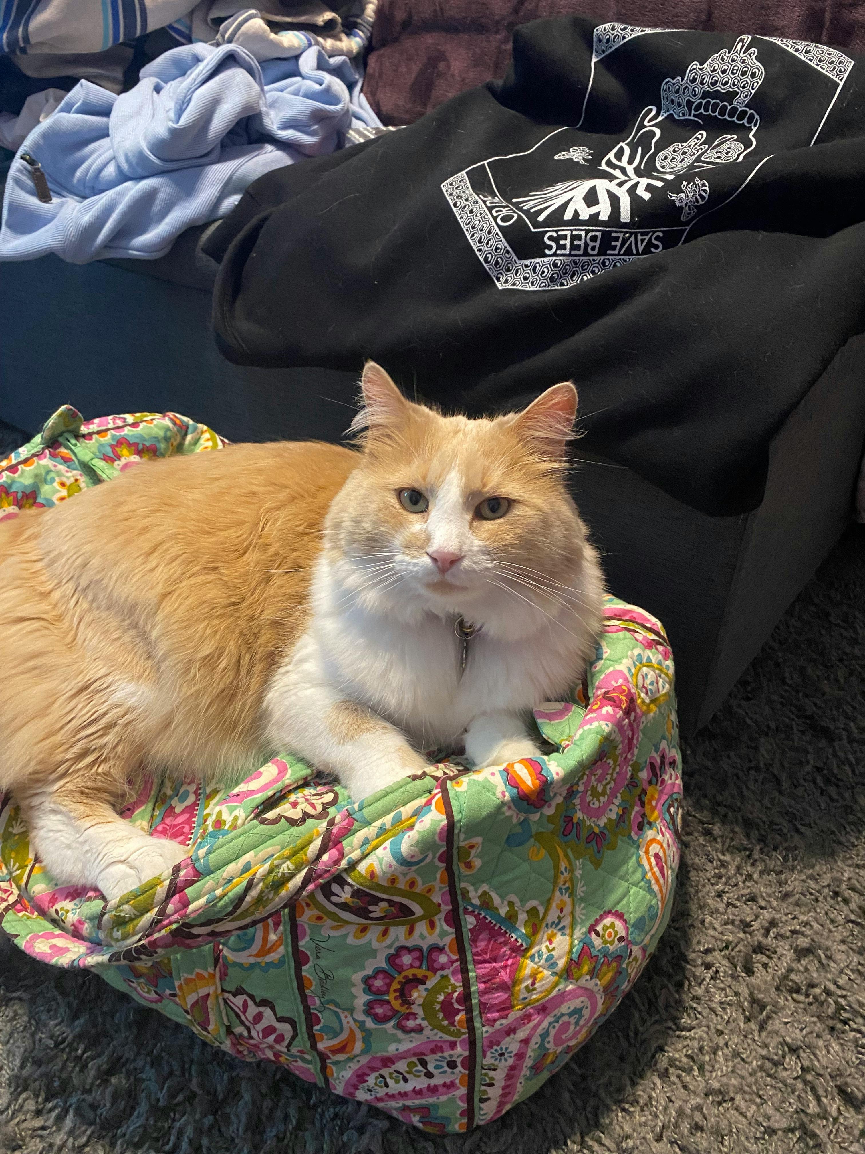 user avatar image for Korynne Hendges