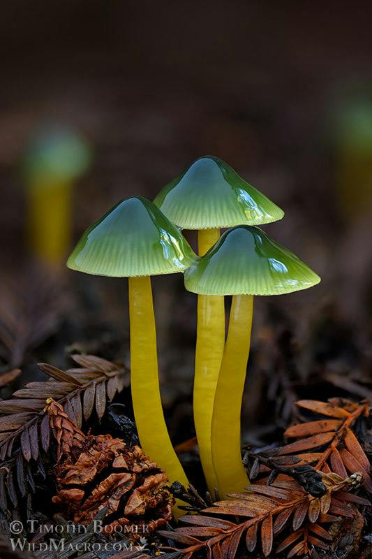 Parrot Wax Cap