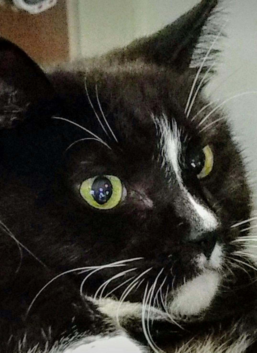 user avatar image for Koshkovich