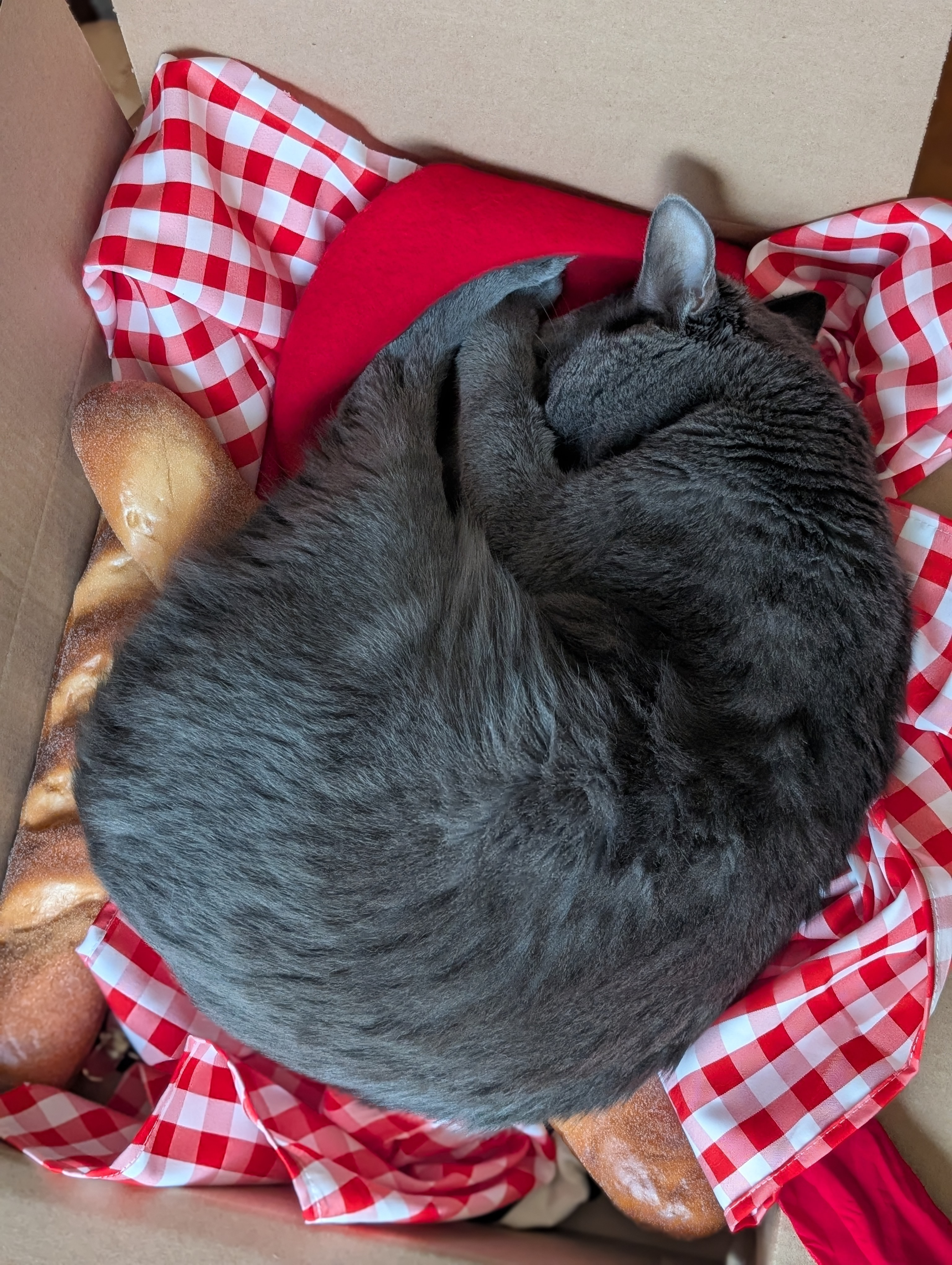 user avatar image for Kitty