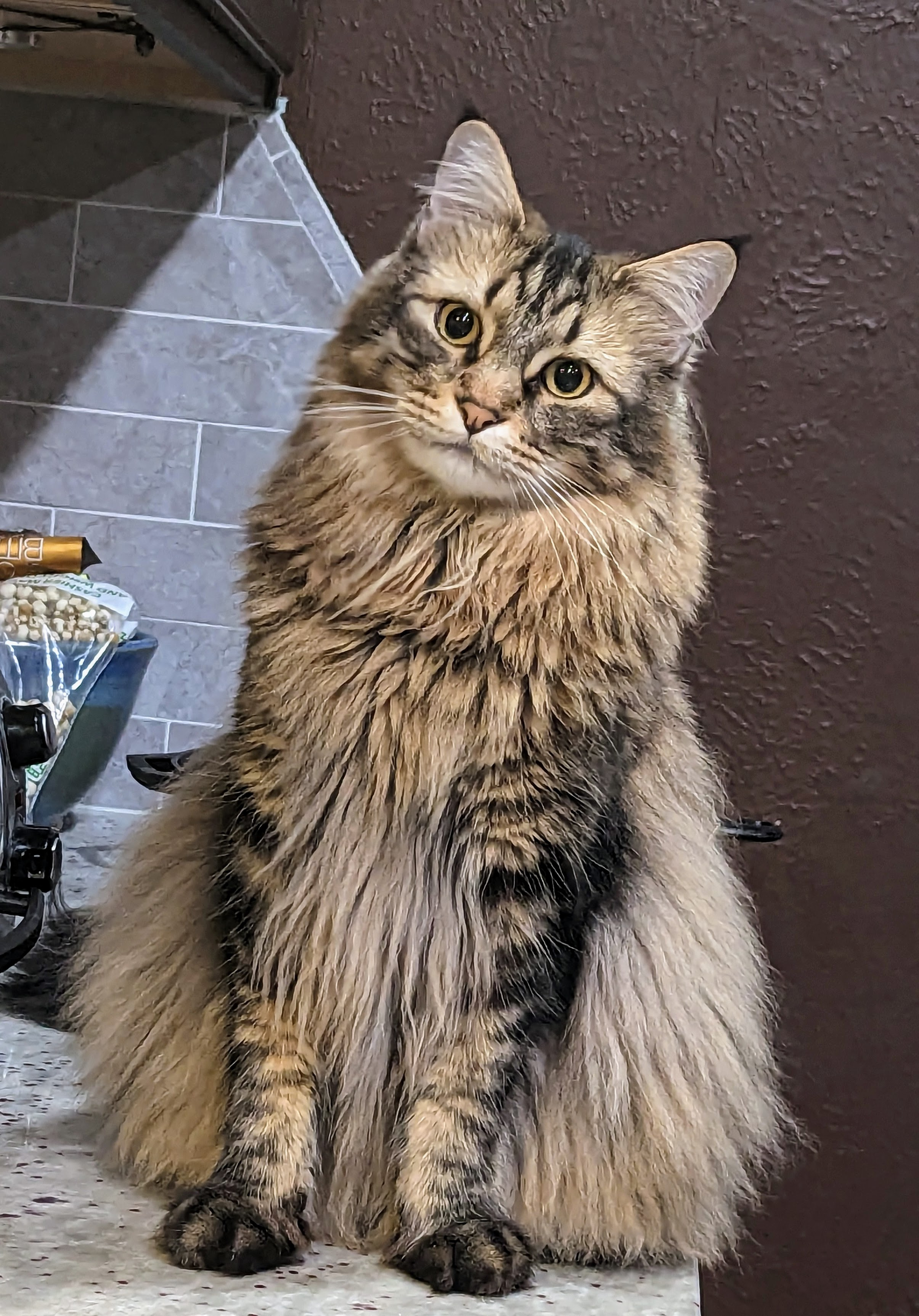 user avatar image for Mrs. Moon