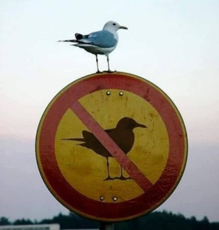 user avatar image for Lorelei Koeppe