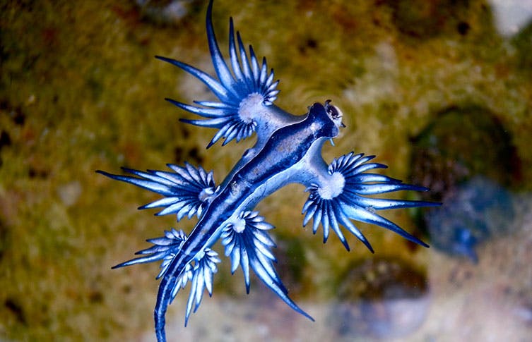 Nudibranch