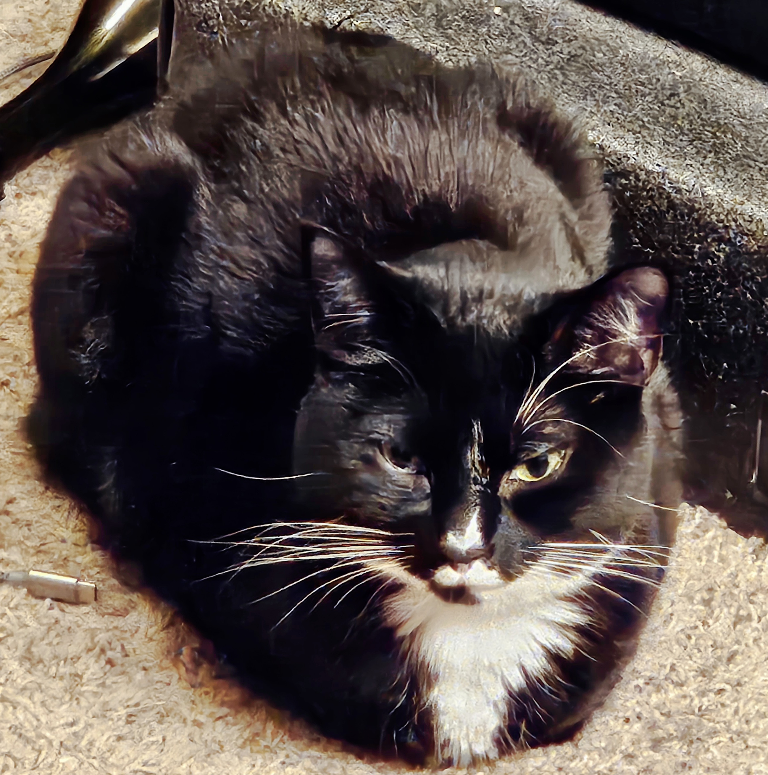 user avatar image for Nox the Cat