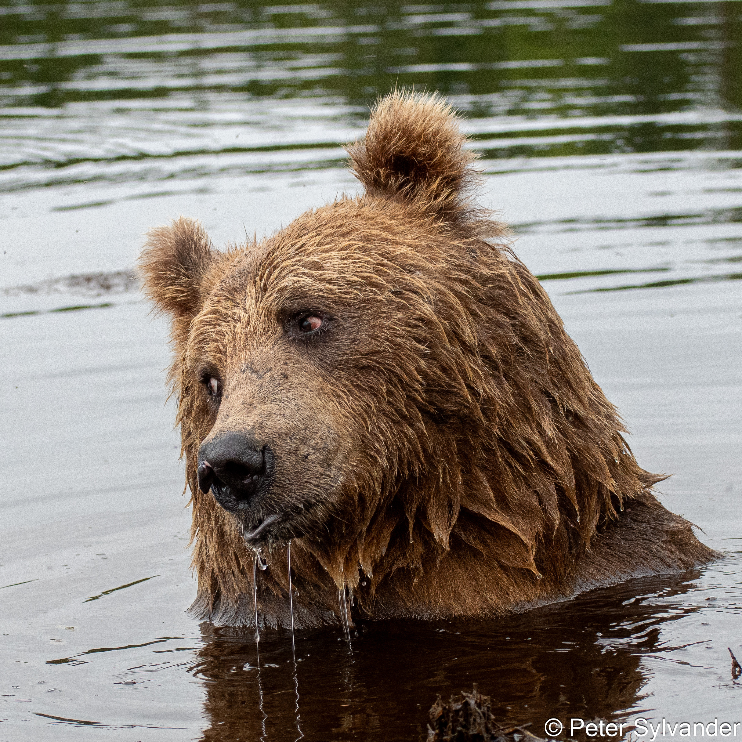 user avatar image for Bear