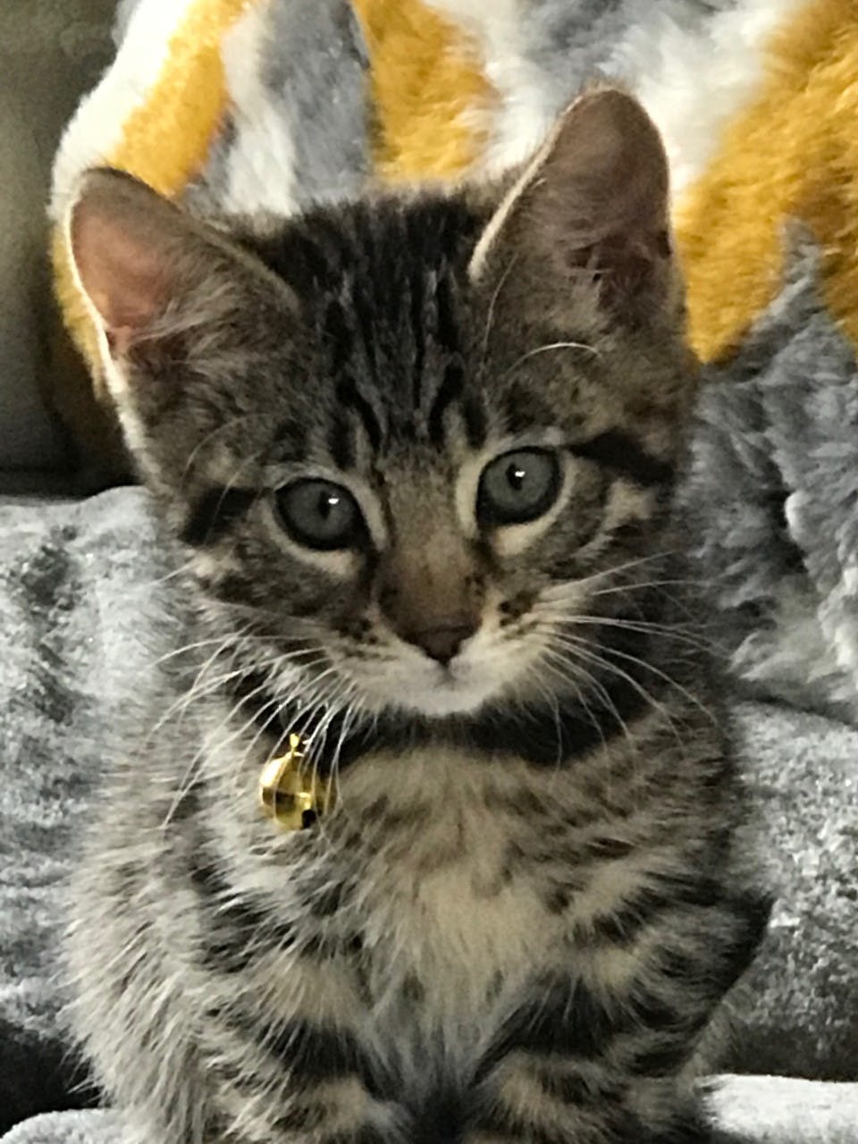 user avatar image for Macadams00