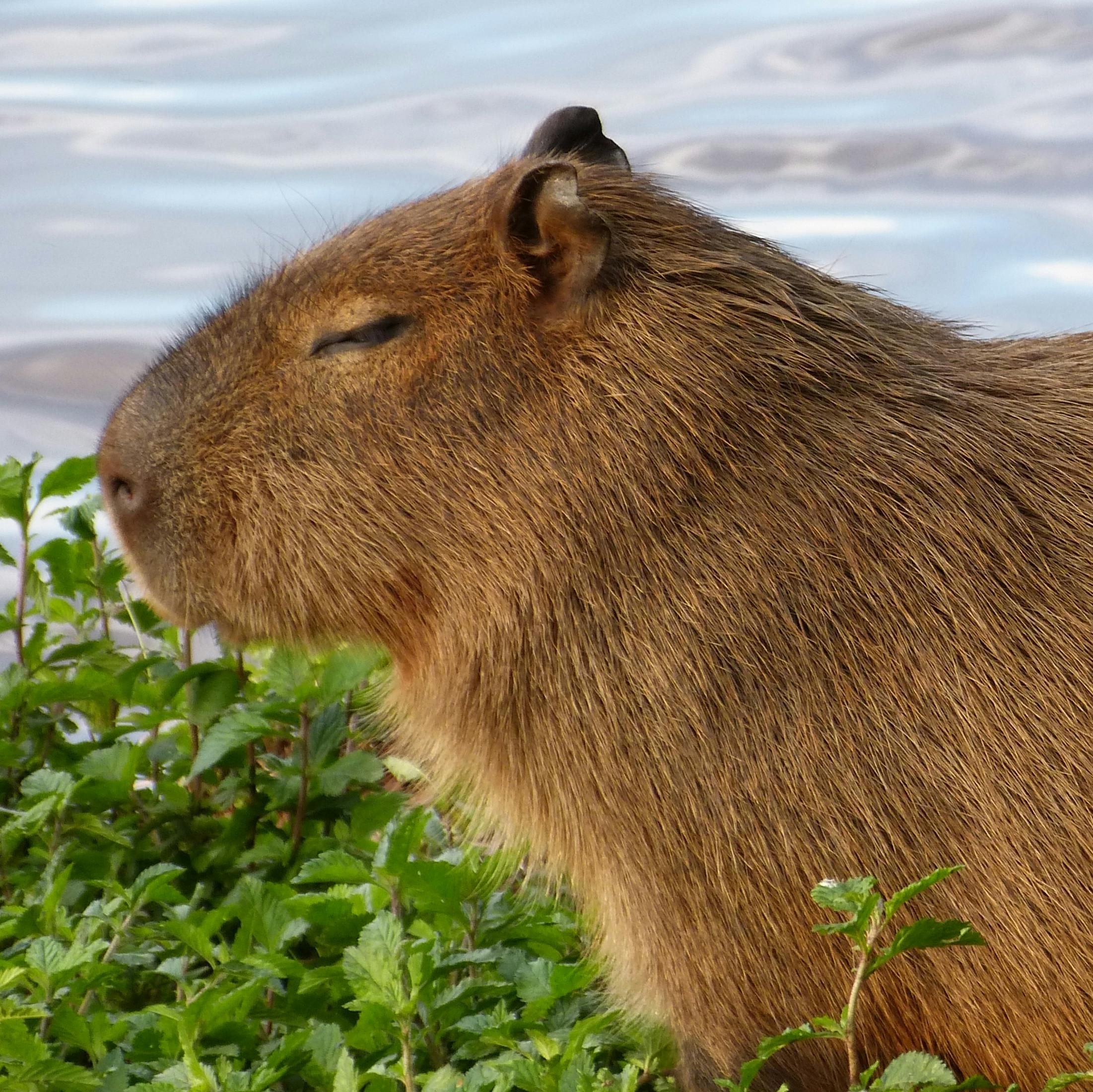 user avatar image for Pfiffel