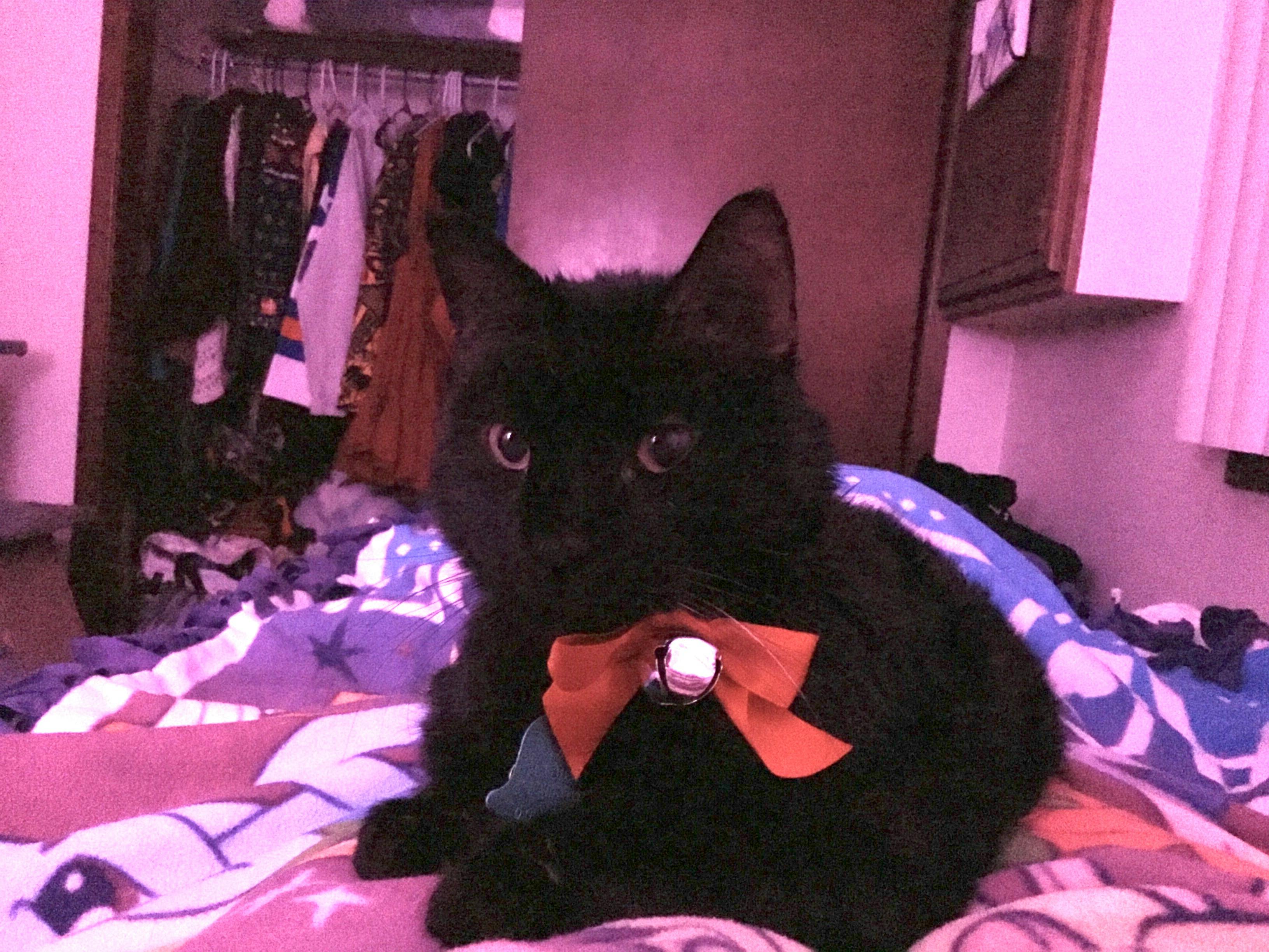 user avatar image for PastCat