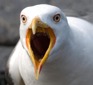 user avatar image for Seagull Overlord