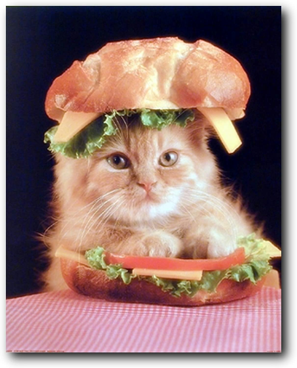 user avatar image for Arcus