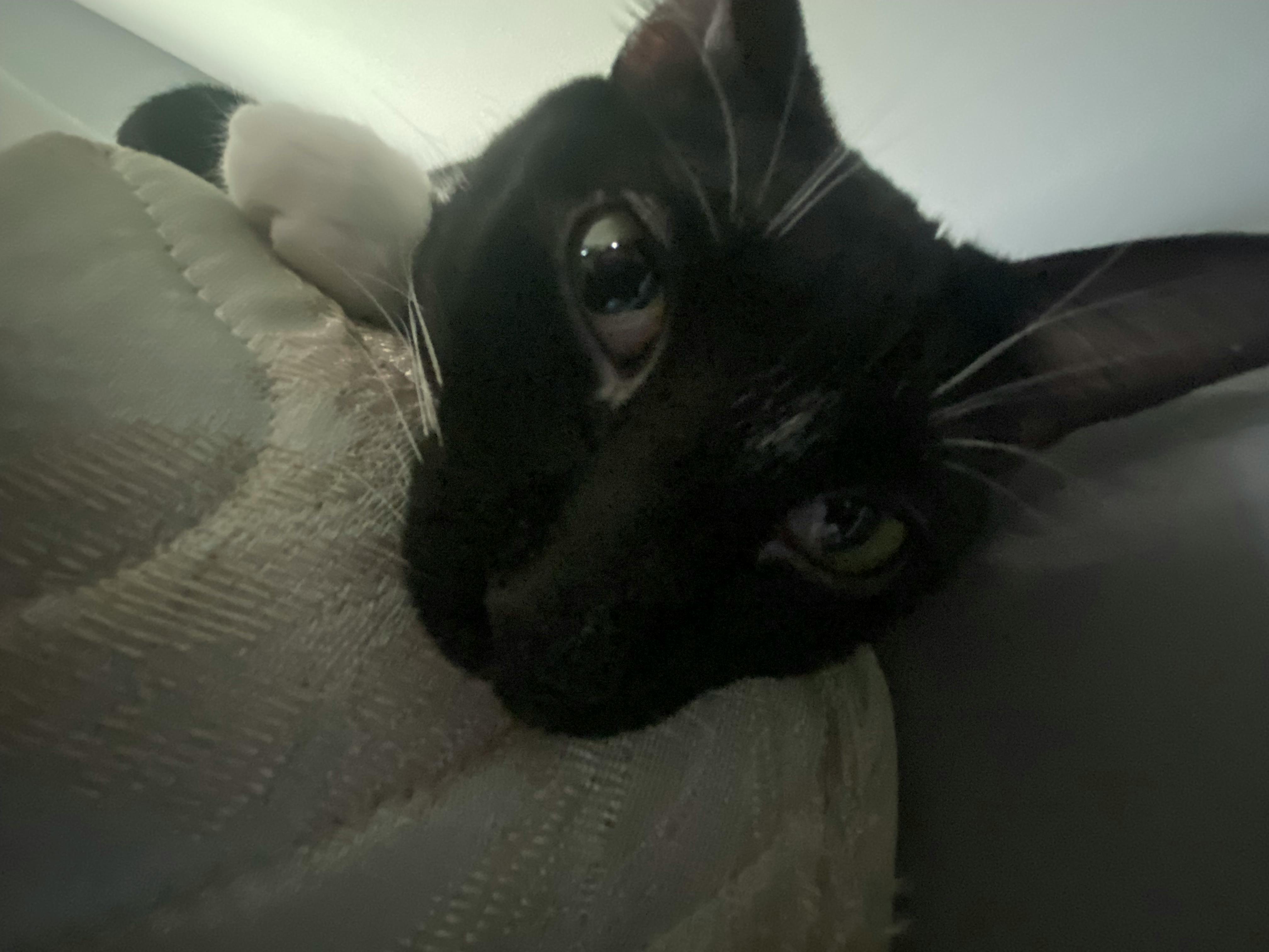 user avatar image for meow