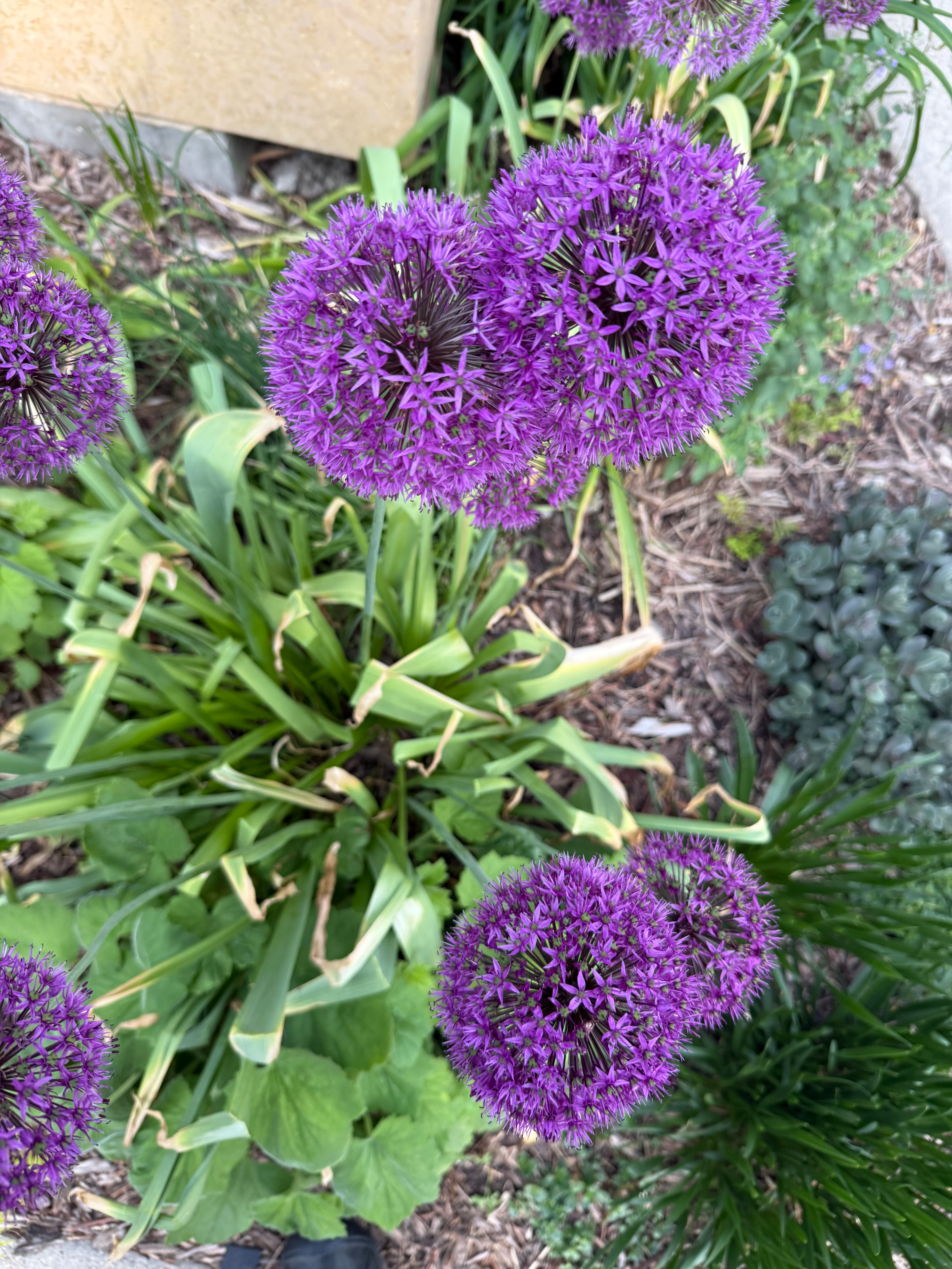 user avatar image for Tina Marie Maes