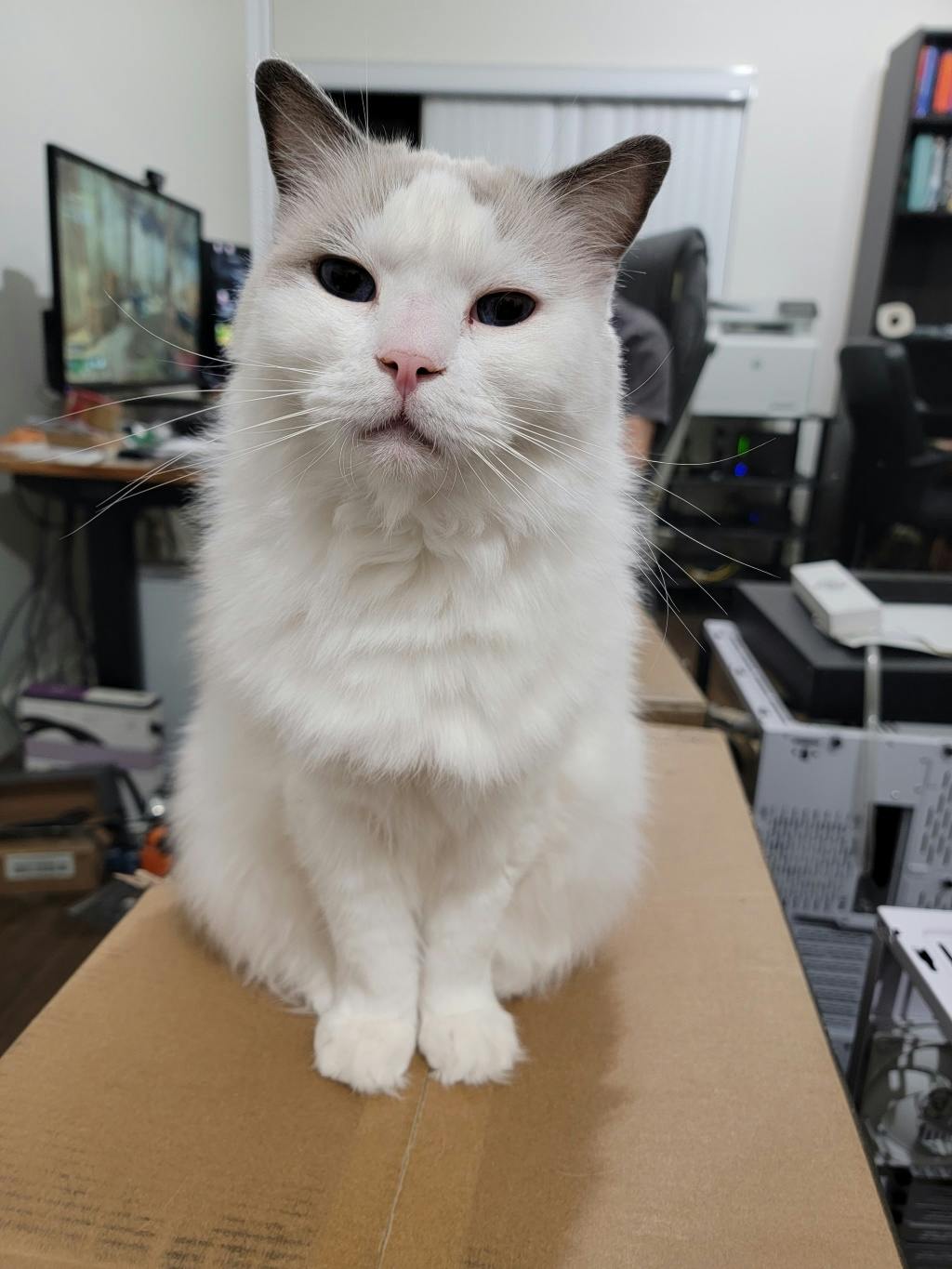 user avatar image for ProgrammerCat