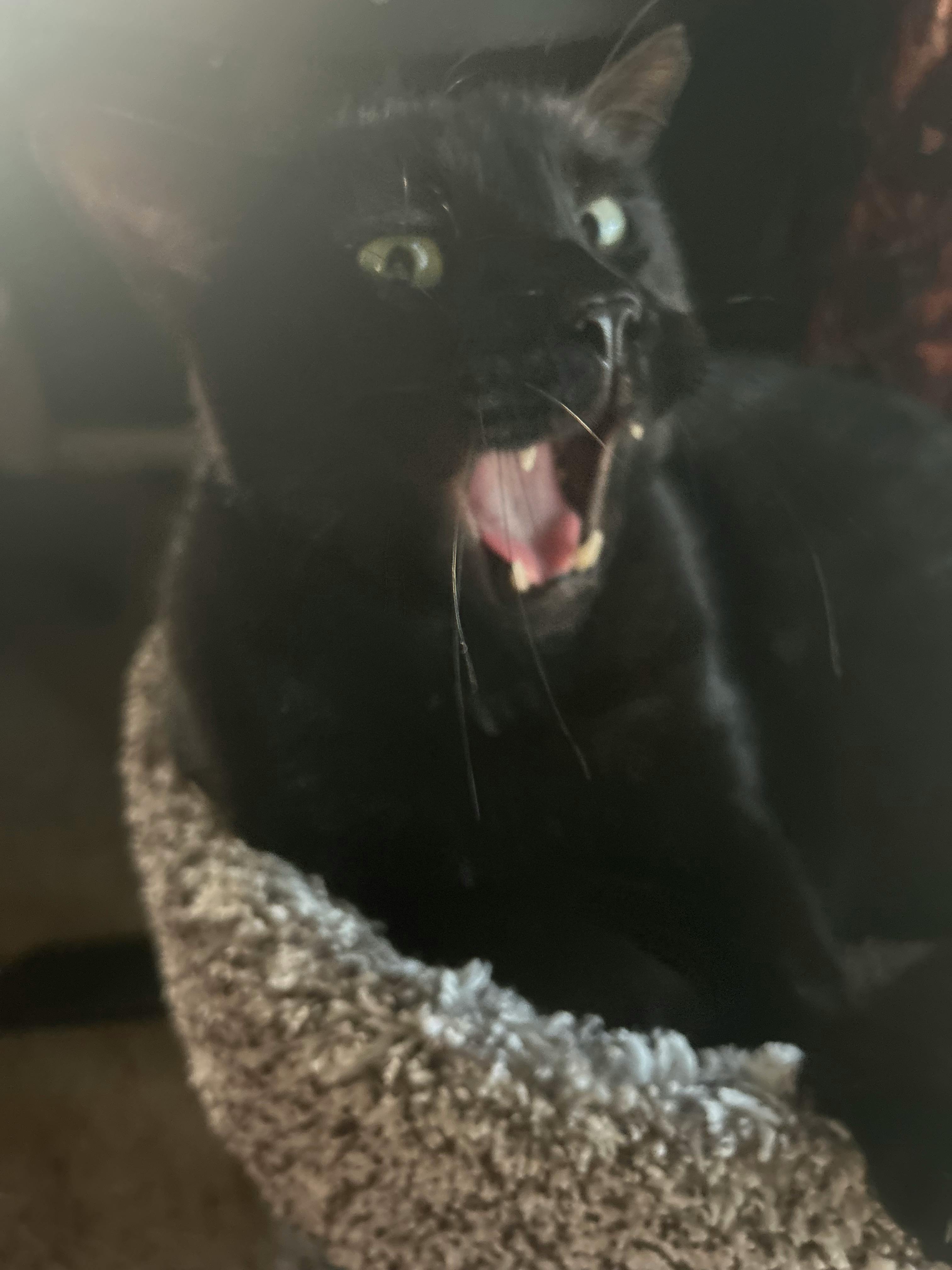 user avatar image for Nichole P