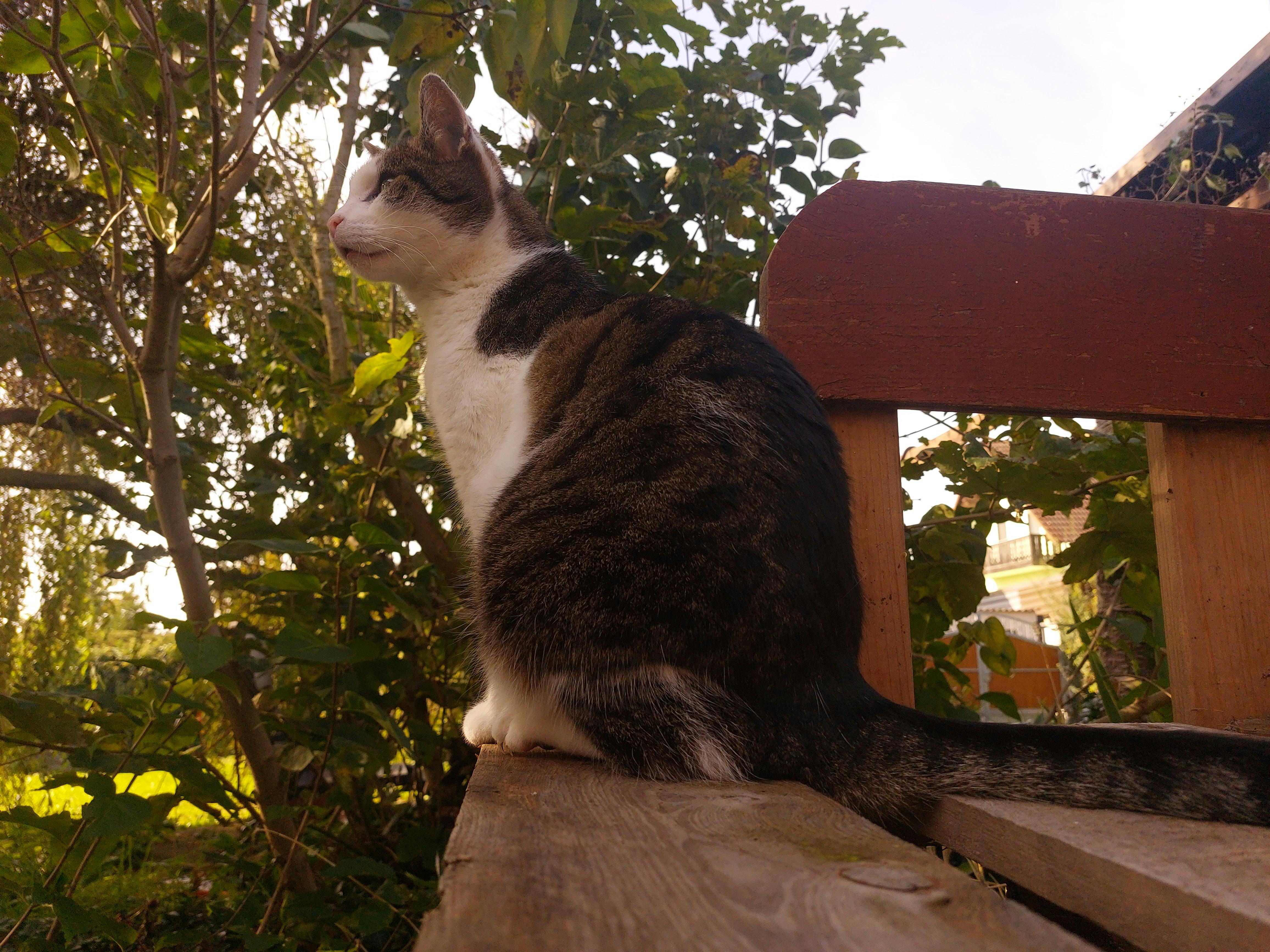 user avatar image for PawesomeCat