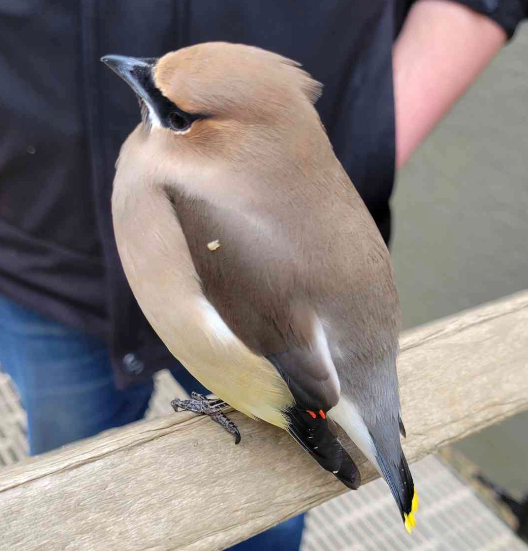 Cedar Waxwing