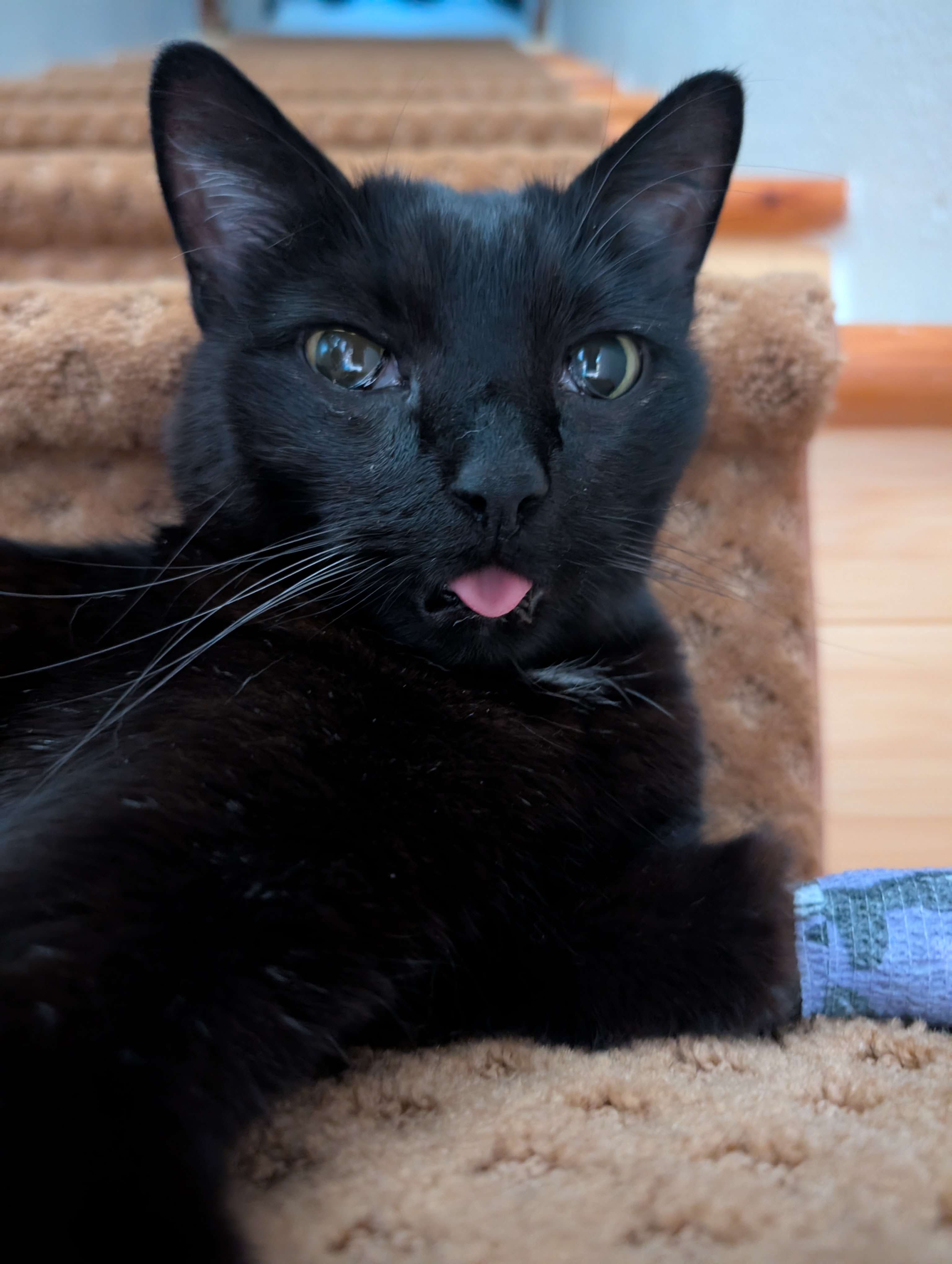 user avatar image for Dr.Gibbits 