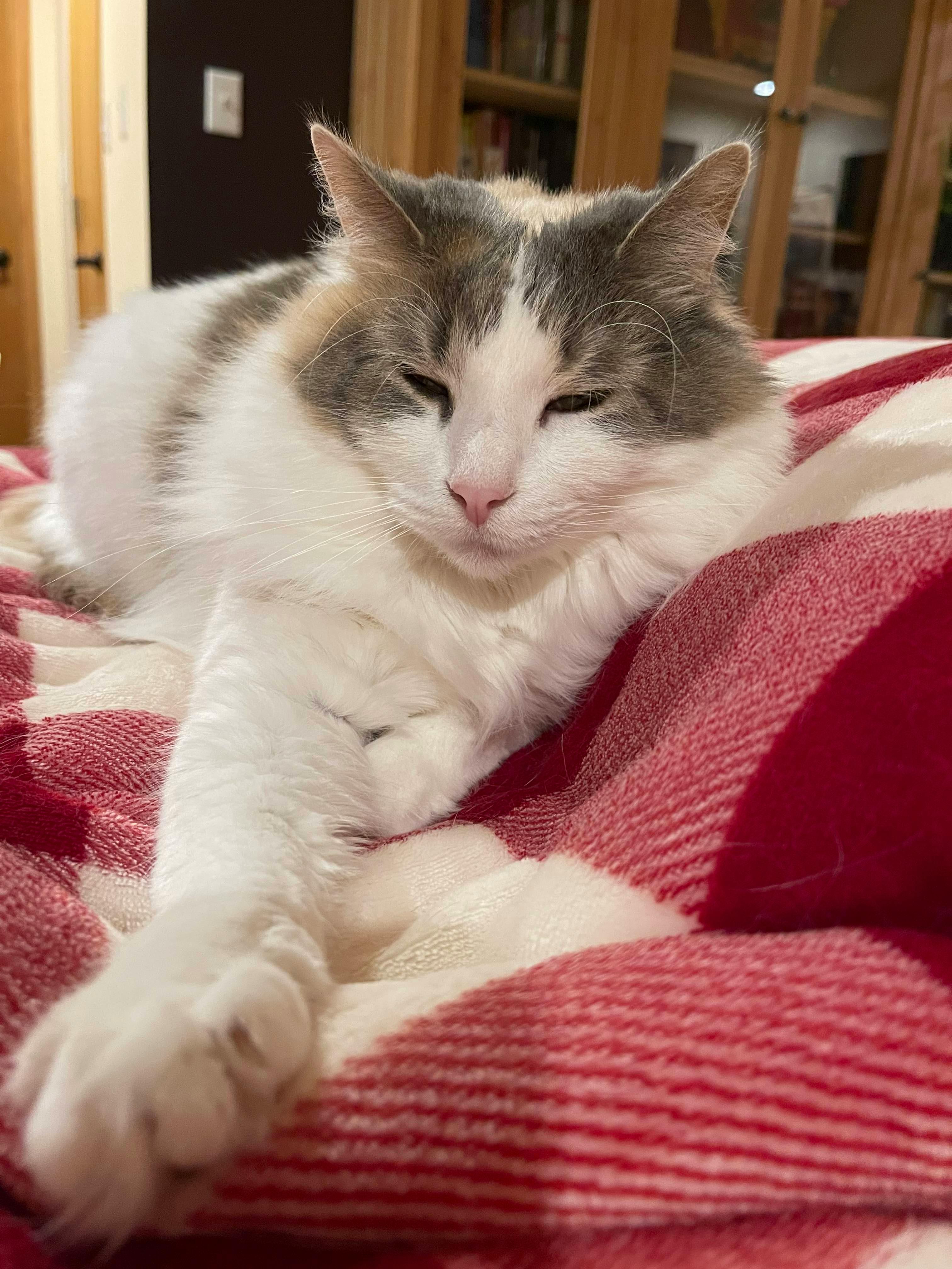 user avatar image for Darla