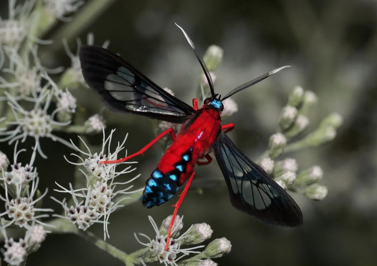 Scarlet-bodied Wasp Moth