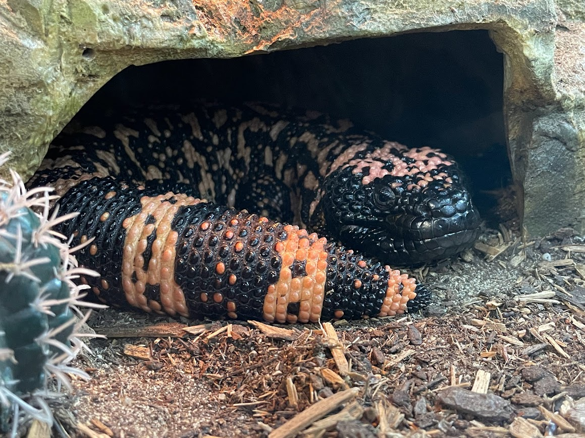 user avatar image for ArborealReptile21