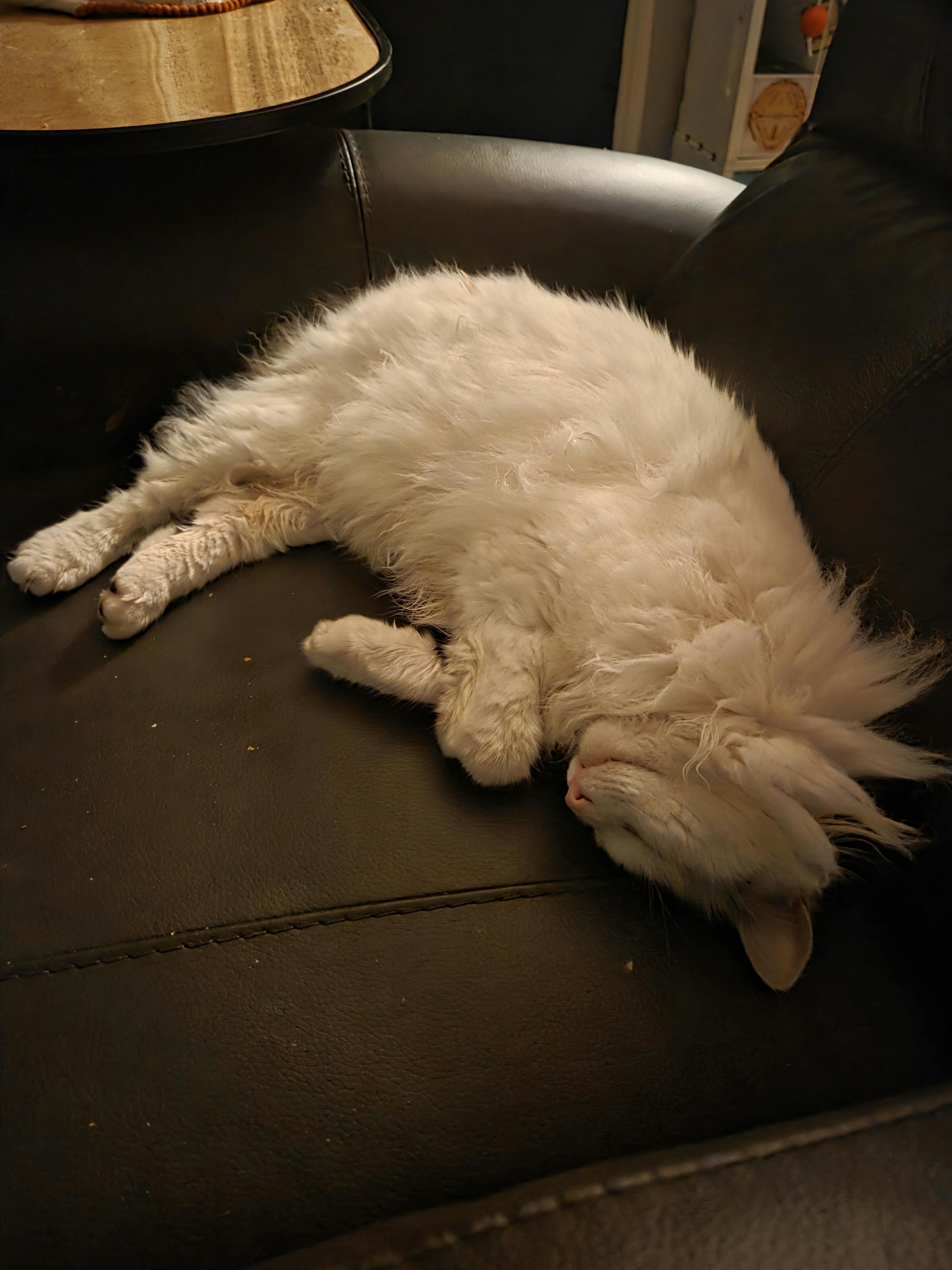 user avatar image for Steve S