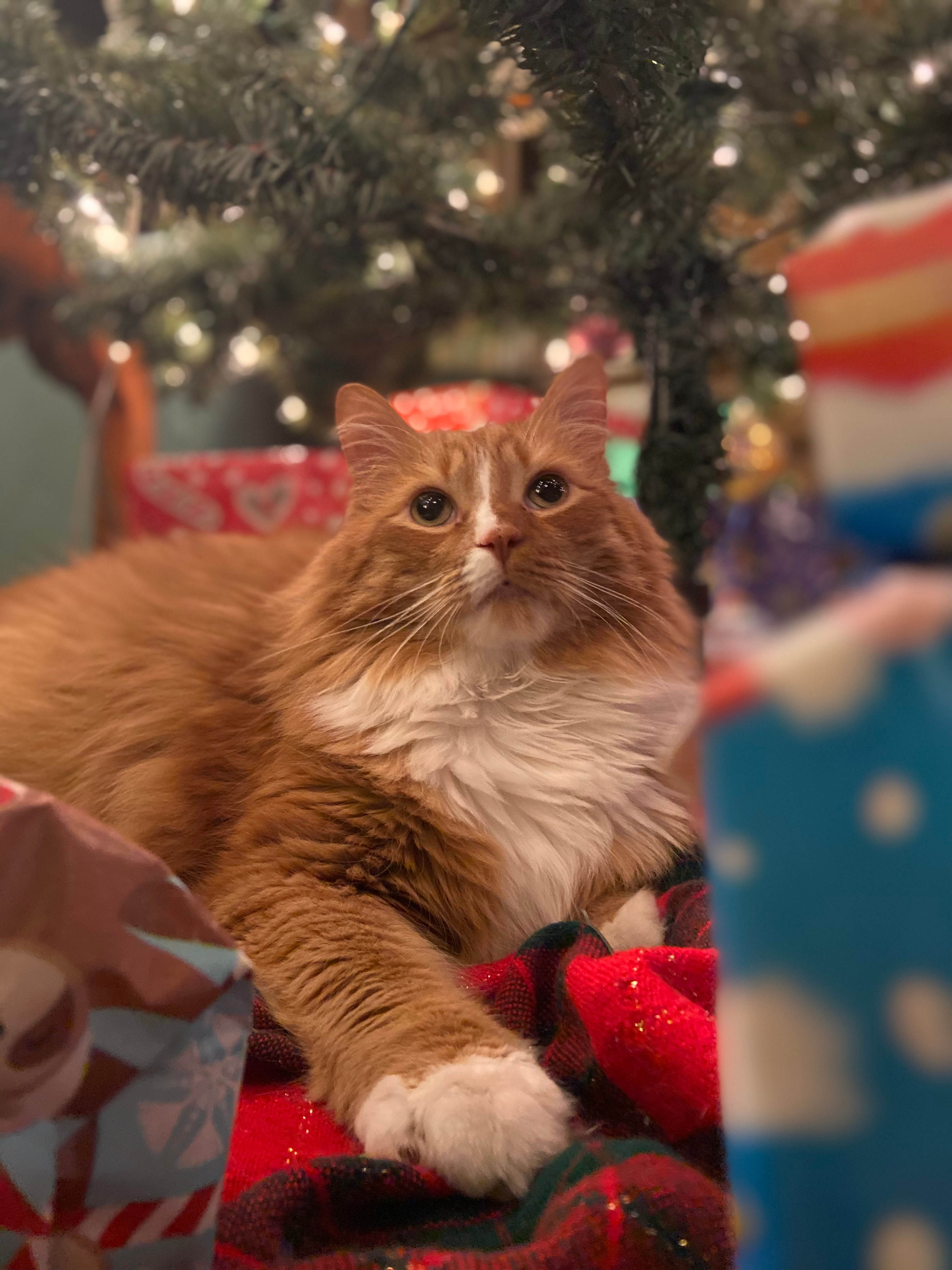 user avatar image for Jennifer O’Connor