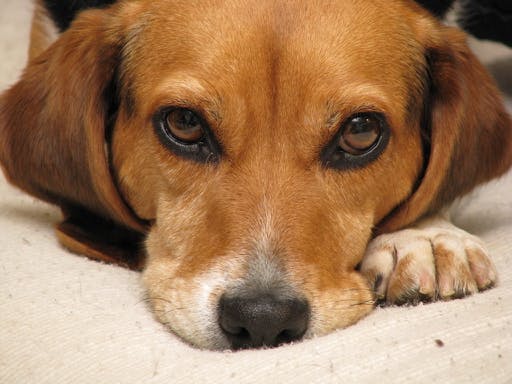 user avatar image for Brian S