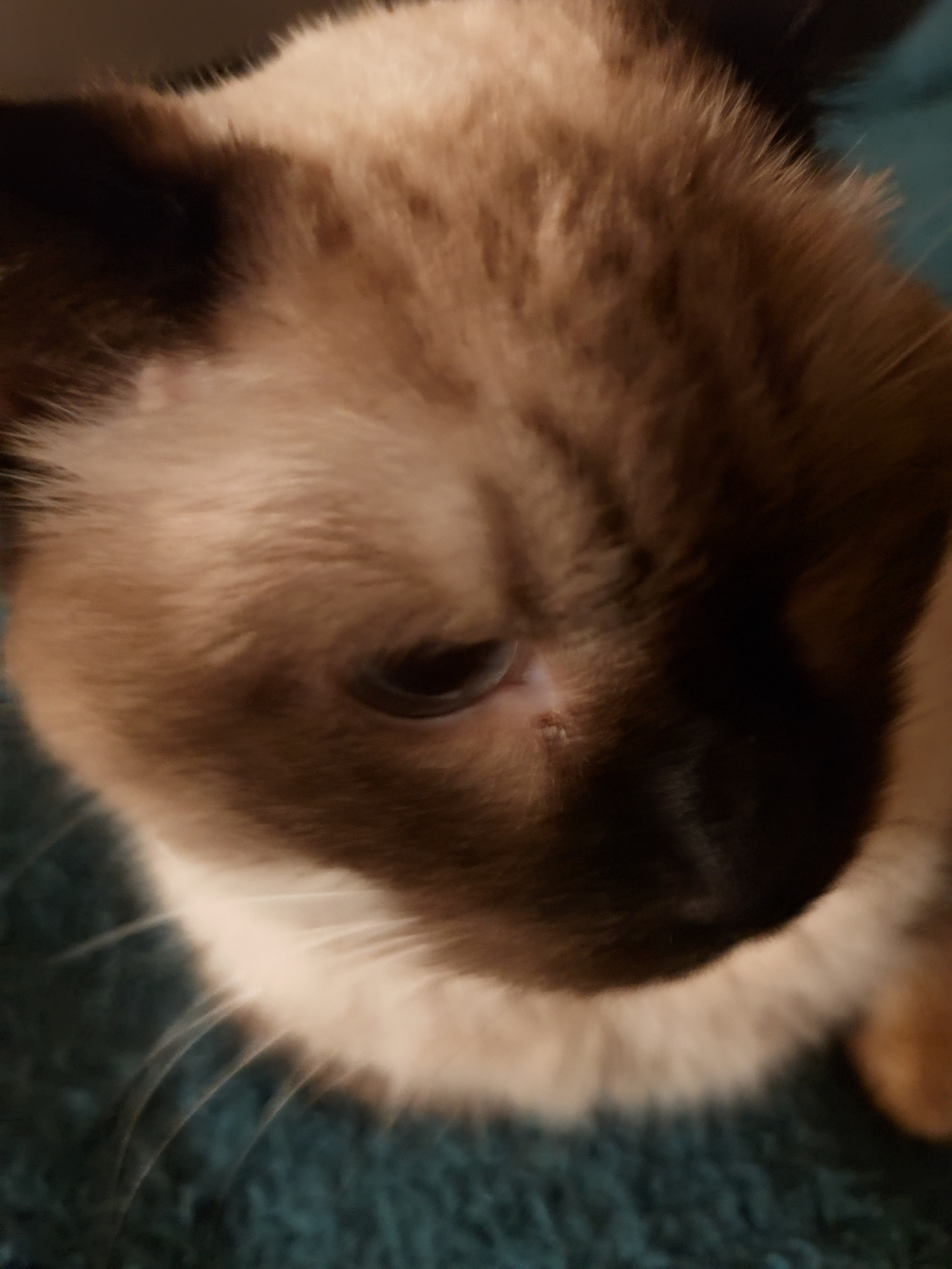 user avatar image for CarouselCat