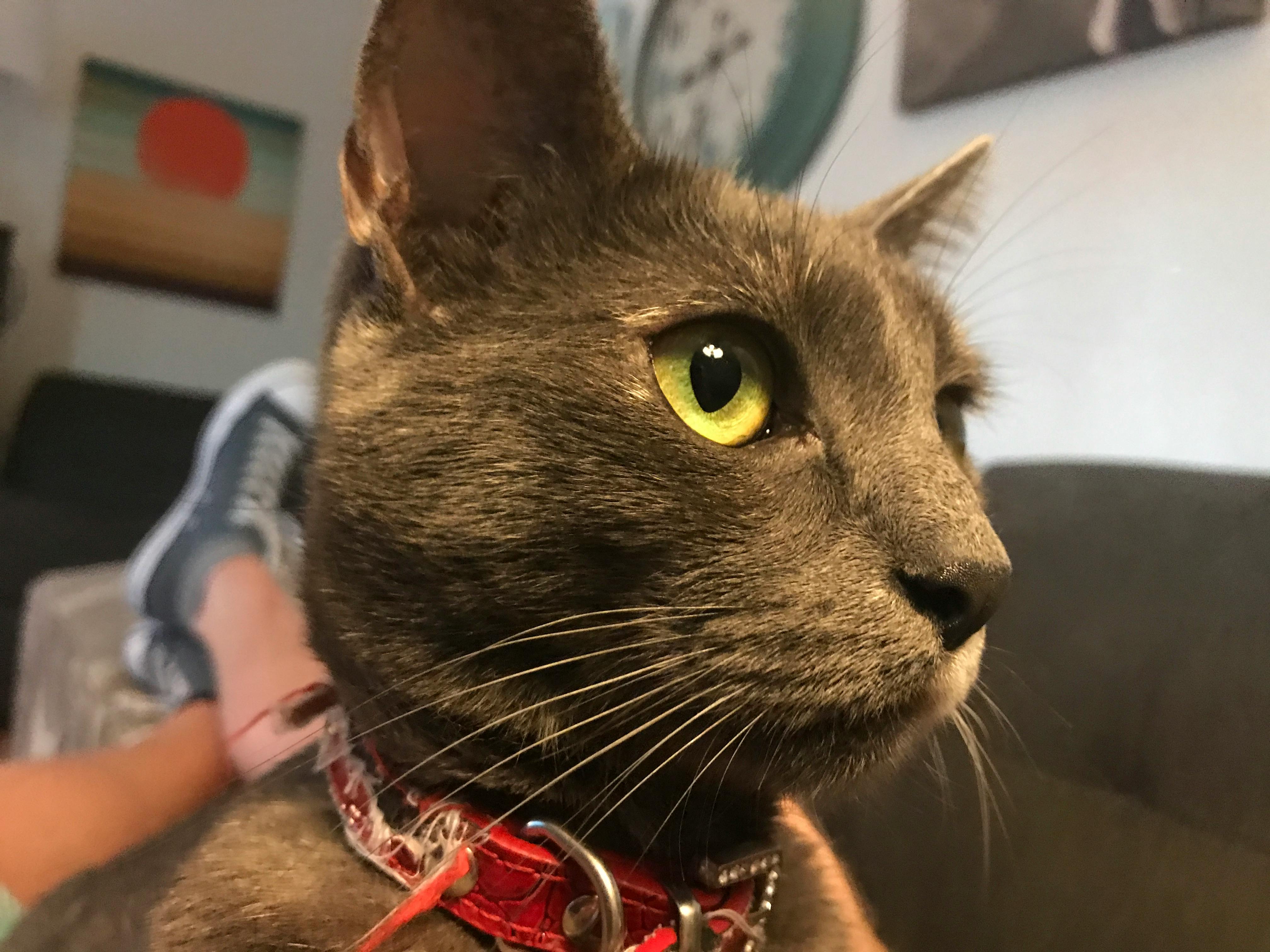 user avatar image for razzlee