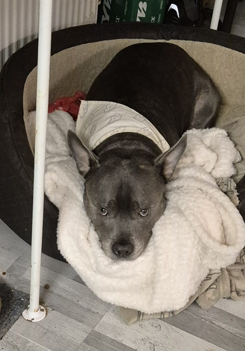 user avatar image for Orion