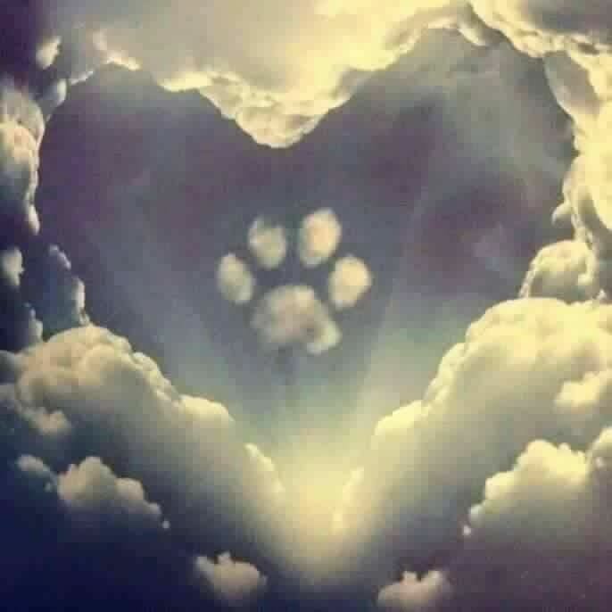 user avatar image for Shannon Bess