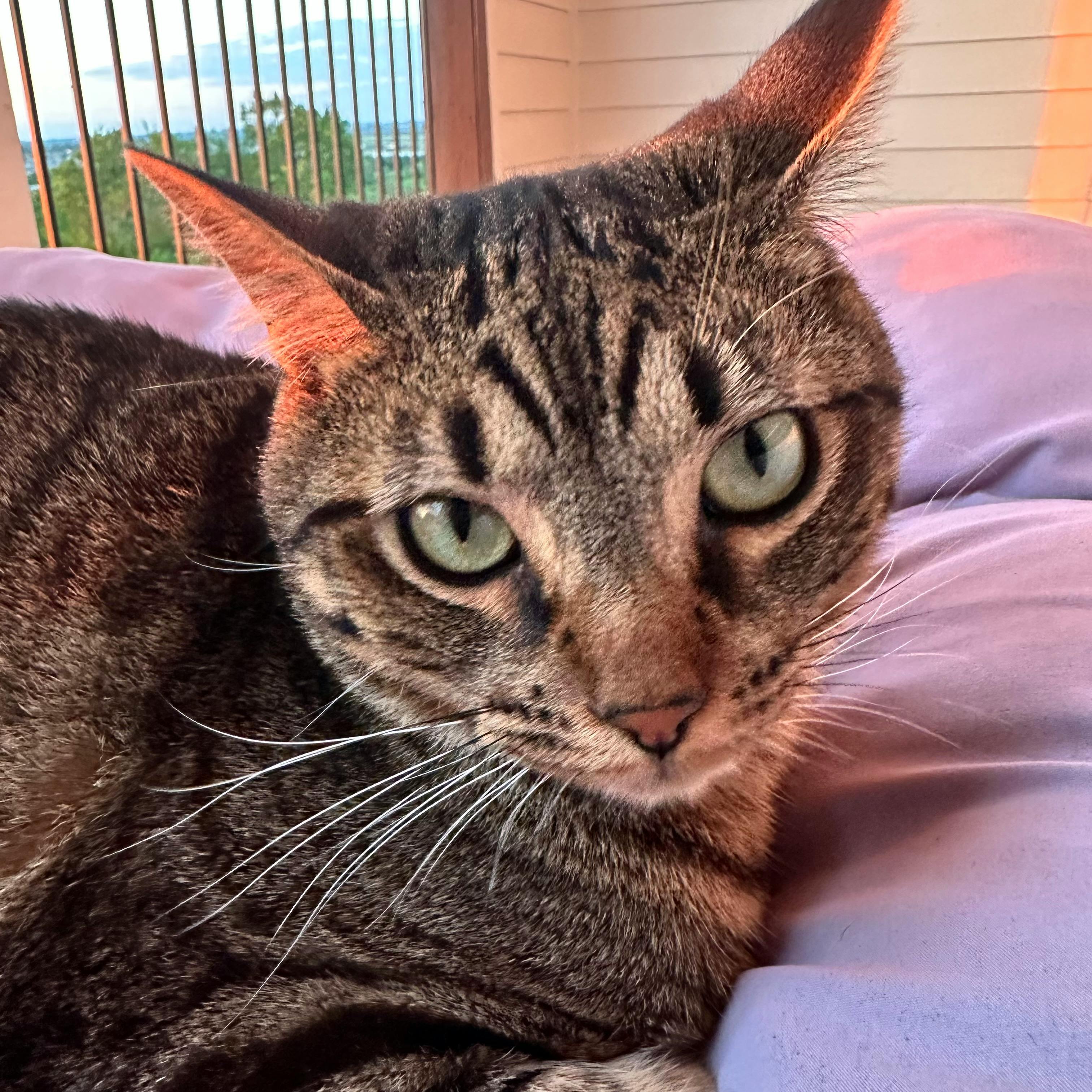 user avatar image for Doren