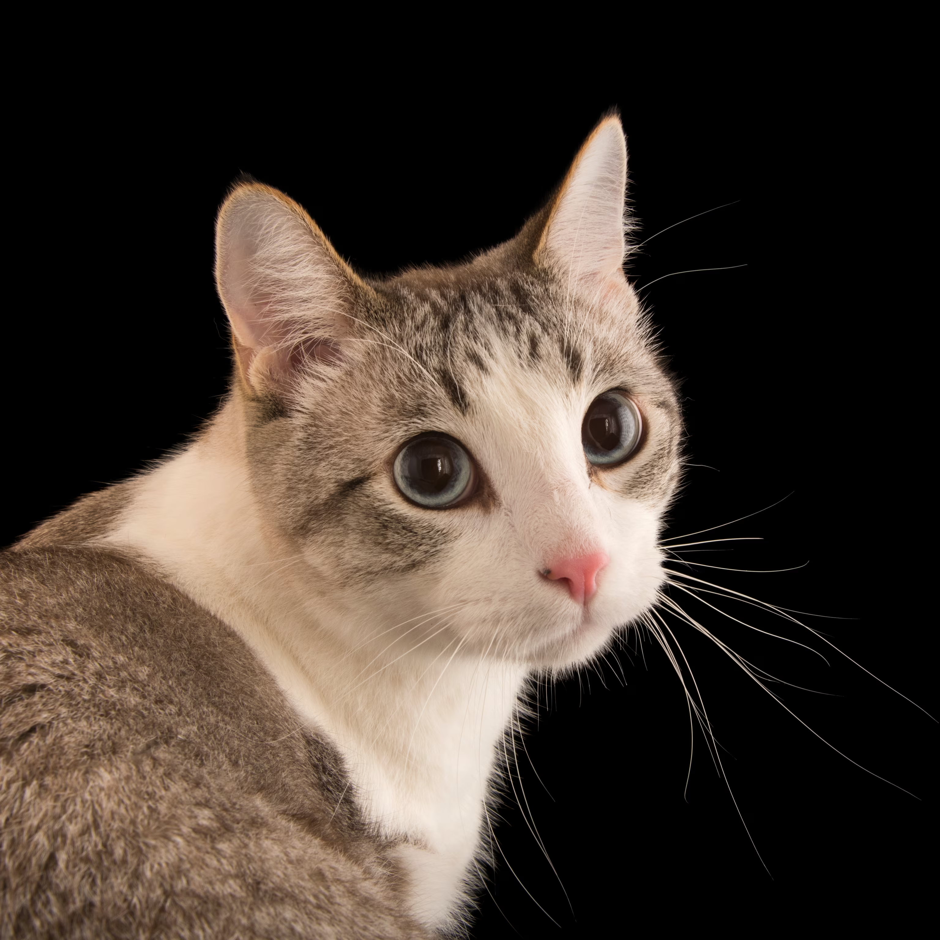 user avatar image for Moon