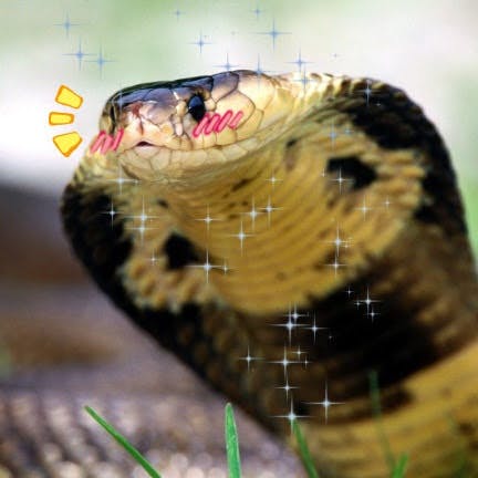 user avatar image for Snekku