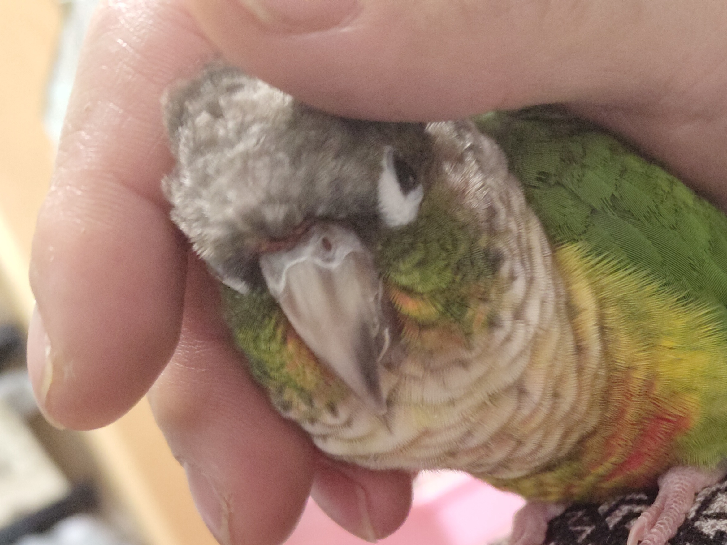 user avatar image for naotoY