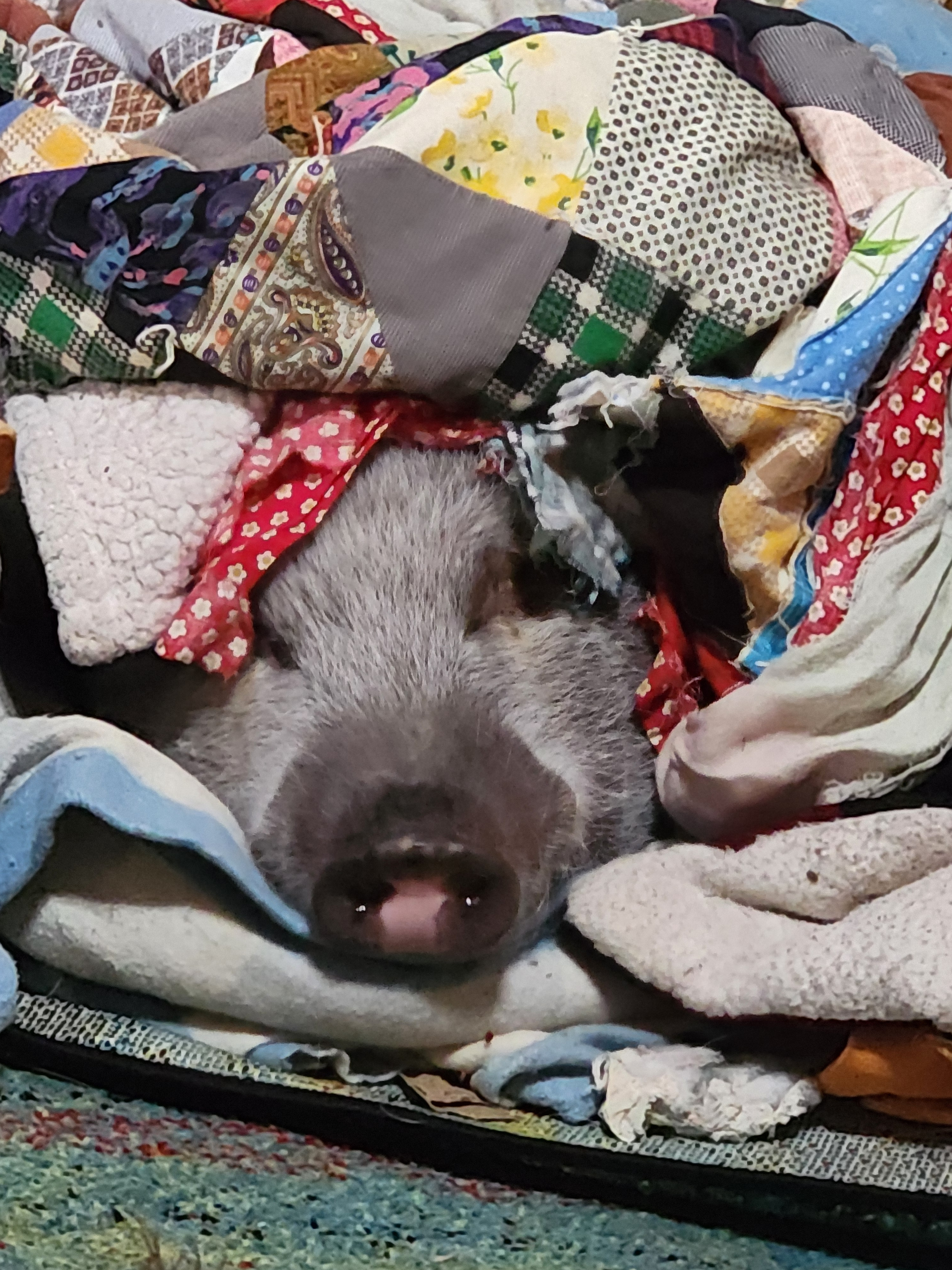 user avatar image for Tsukiwolf42