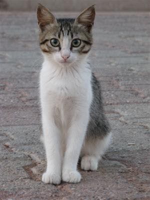 user avatar image for RobinYatos