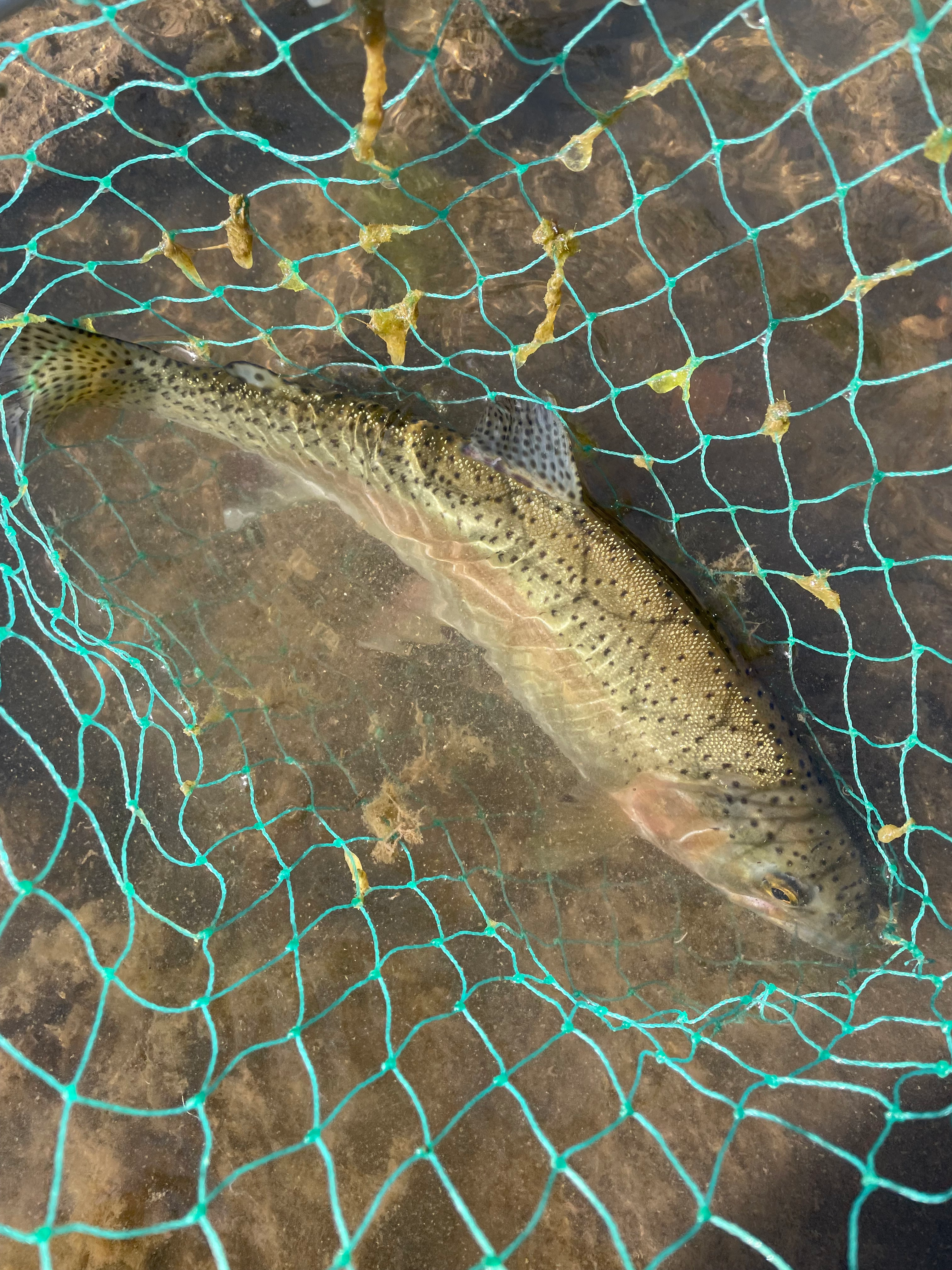 user avatar image for Austin Brake