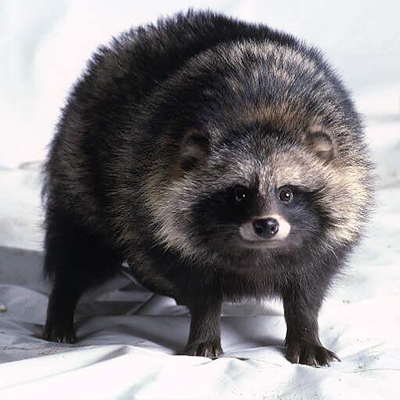 user avatar image for MisterTanuki