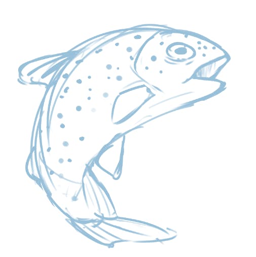 Rainbow Trout