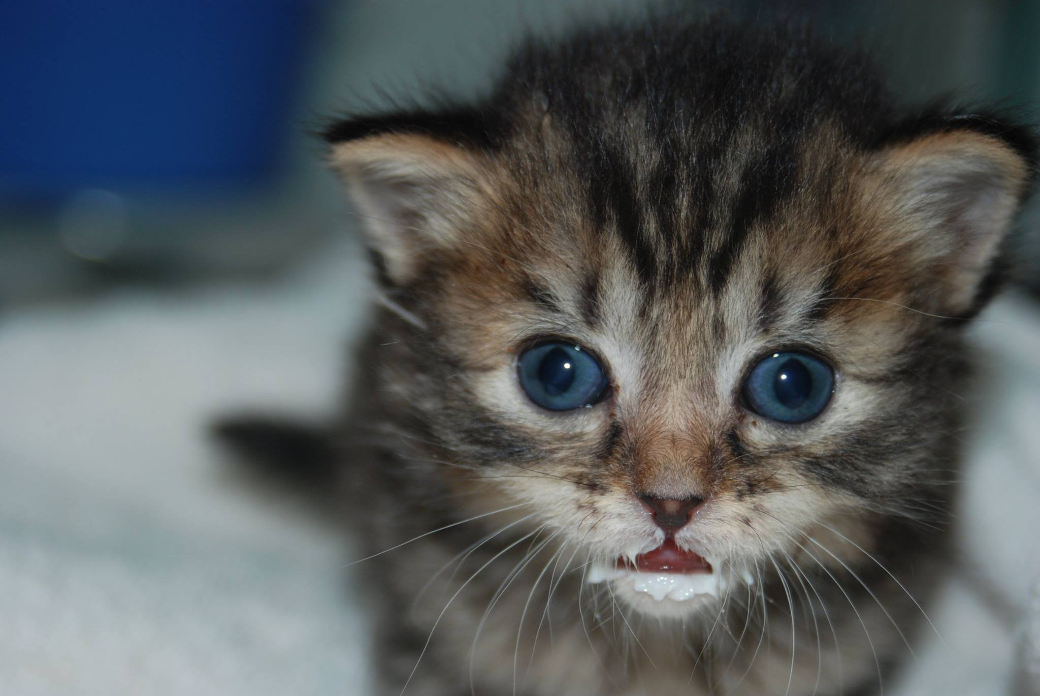 user avatar image for Haldis Grummel