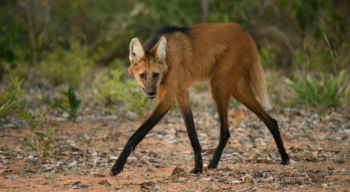 Maned Wolf