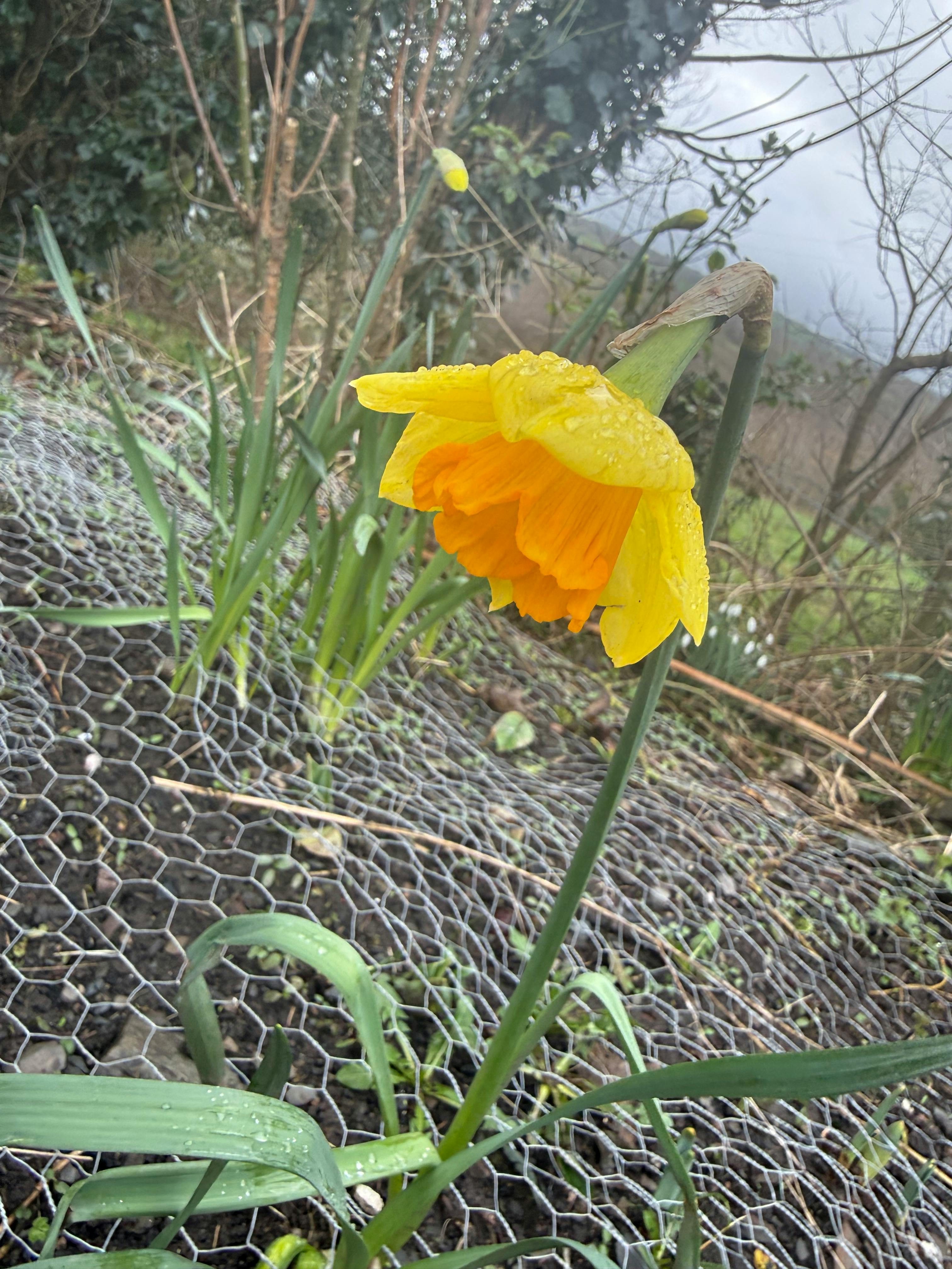 user avatar image for Anonymous Daffodil 24601