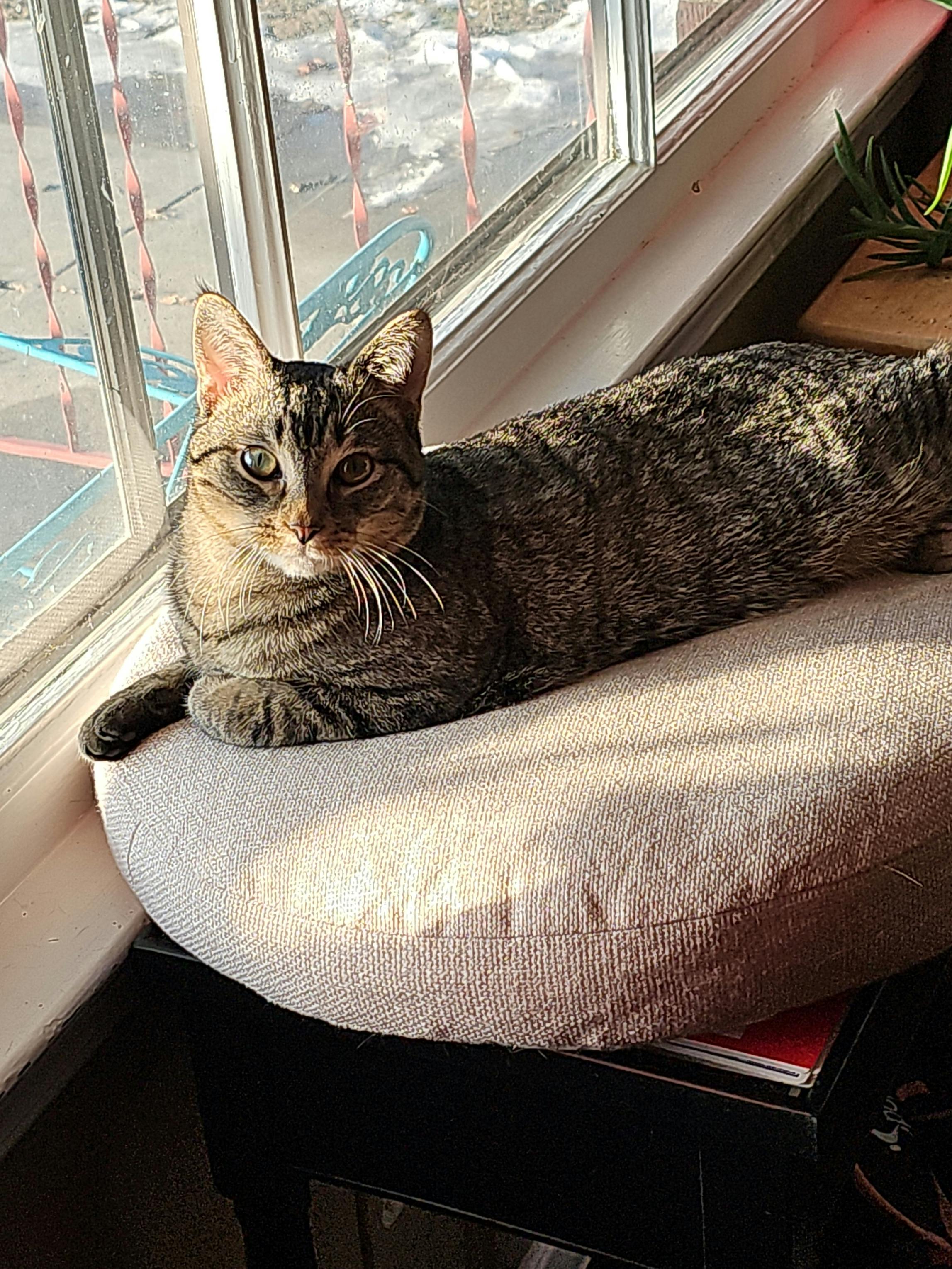 user avatar image for Damon Williams