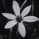 user avatar image for Xarkfleur