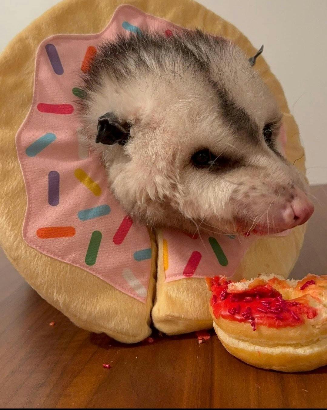 user avatar image for MarbelousMarby